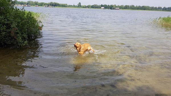 Spaß für Vierbeiner am Inselsee