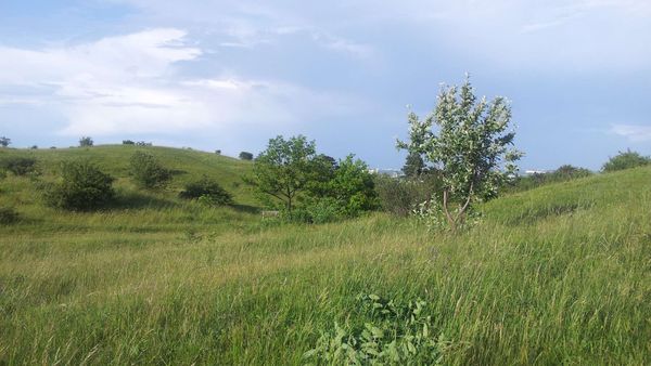 Wandern in der blühenden Heidelandschaft