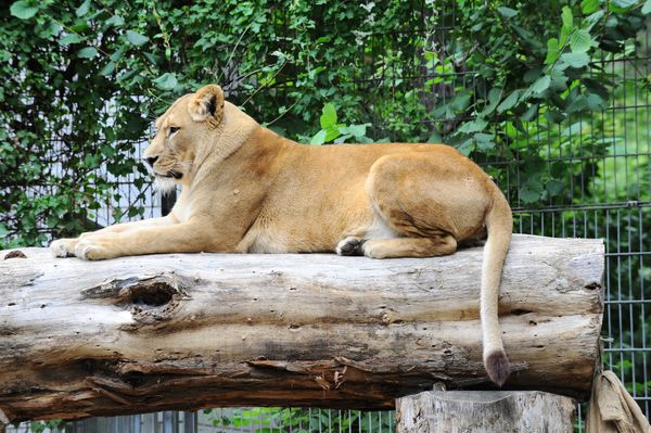 Tierische Abenteuer für die ganze Familie