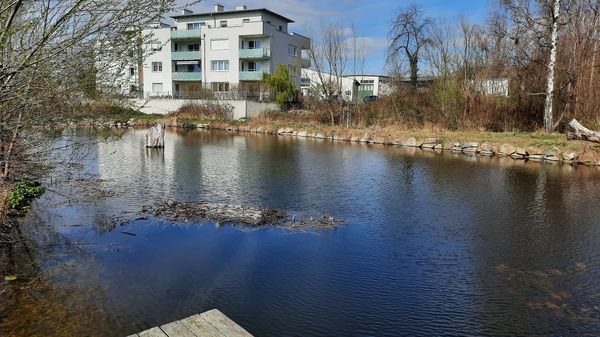 Idyllische Momente am Wasser, umgeben von purer Natur