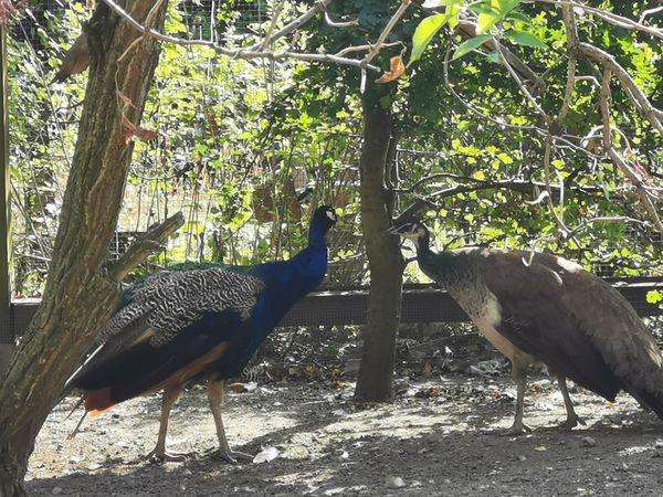 Tierische Begegnungen auf dem Klieversberg