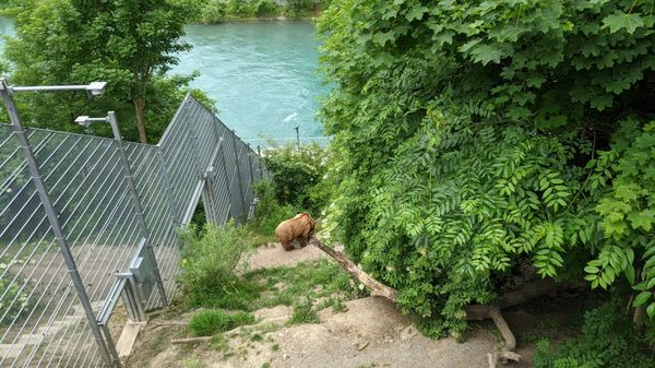 Bären in Bern besuchen