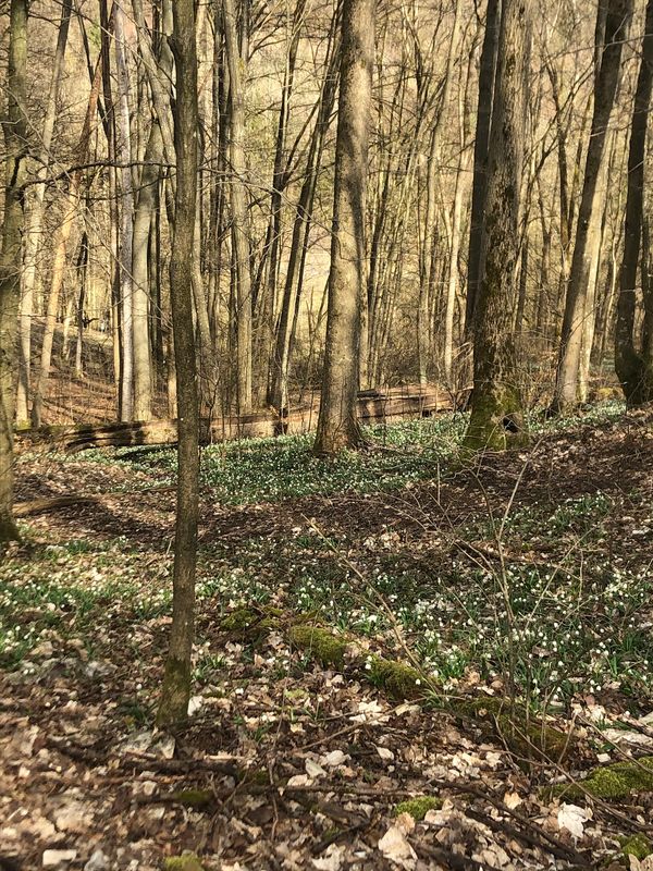 Märchenwald im Frühling erleben