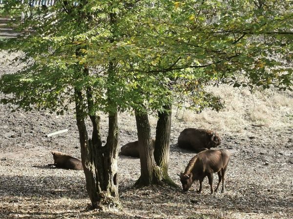 Wildtiere in der Rezervatia de Zimbri