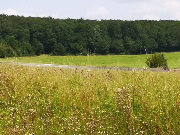 Rasant den Loreley-Bob hinuntersausen