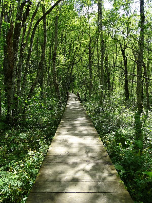 Entdecke Europas letzte Urwälder