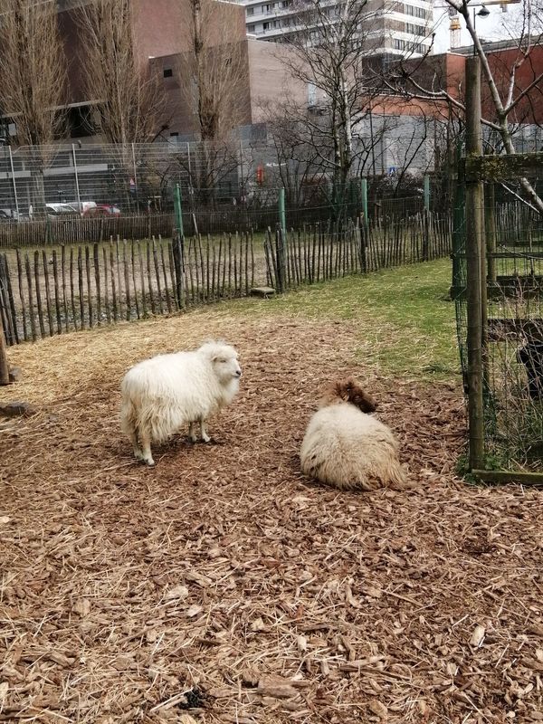 Städtische Farm für Familien