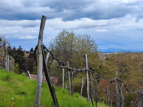 Atemberaubender Ausblick von der Weinbergwarte