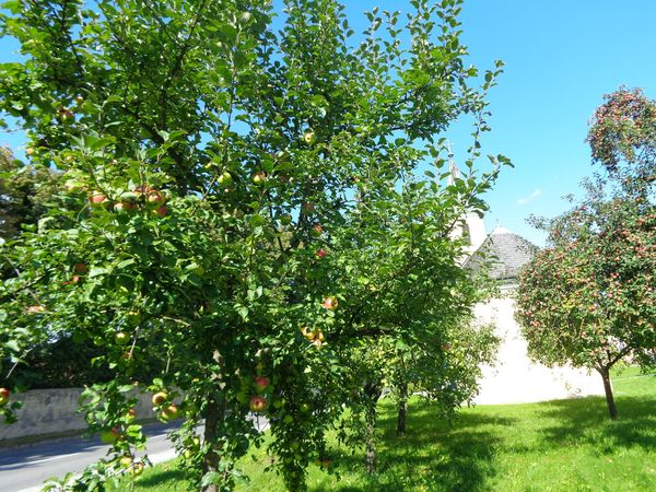 Idyllisches Picknick am Picknickplatz Korneuburg Seebarn