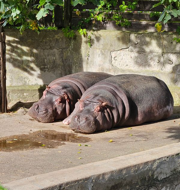 Tierische Begegnungen für die ganze Familie