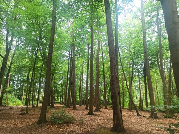 Lausche den Klängen des Waldes