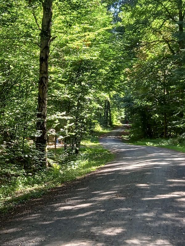 Naturerlebnis im Stadtwald