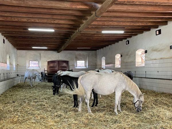 Begegnung mit den majestätischen Lipizzanern