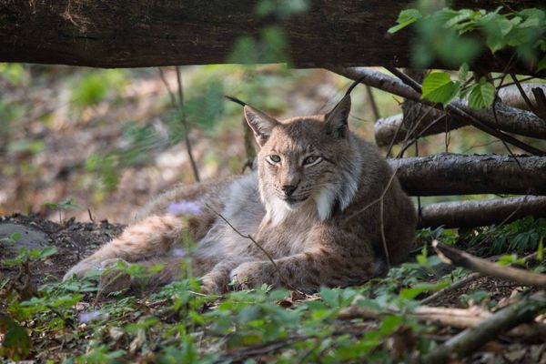 Tiere & Natur für die Familie