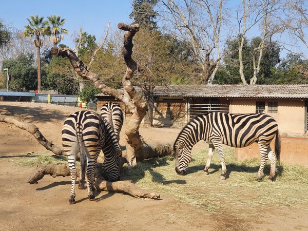 Tierische Abenteuer im Herzen Barcelonas