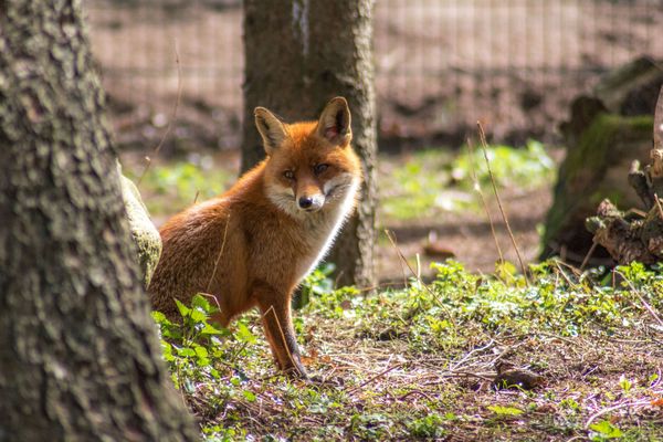Tierische Begegnungen im Grünen
