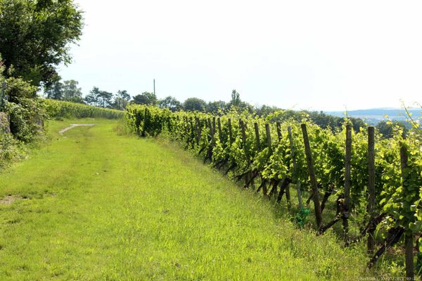 Weinberg mit Tradition und Aussicht