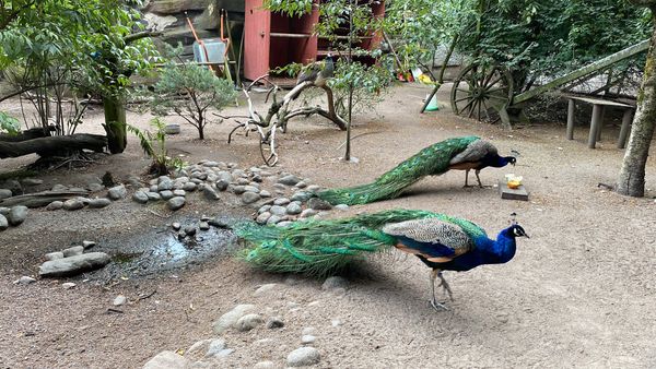 Tierische Abenteuer auf einer Insel