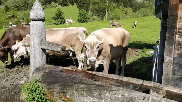 Kulturelles Juwel im Herzen der Natur