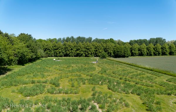 Verirre dich im grünen Dschungel des Labyrinths