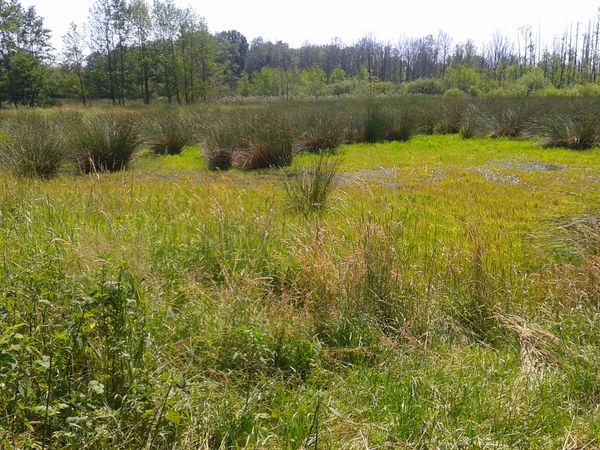 Faszinierende Moorlandschaft entdecken