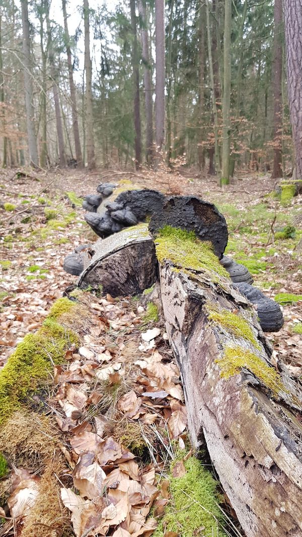 Natur pur in riesigem Waldgebiet