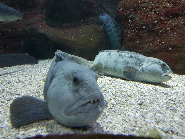 Unterwasserwelt der Nordsee entdecken