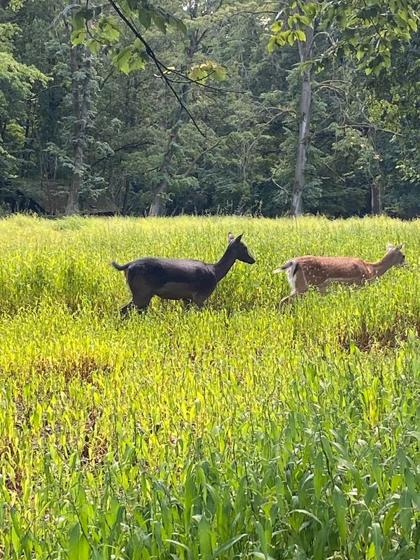 Beobachte heimische Wildtiere in freier Natur