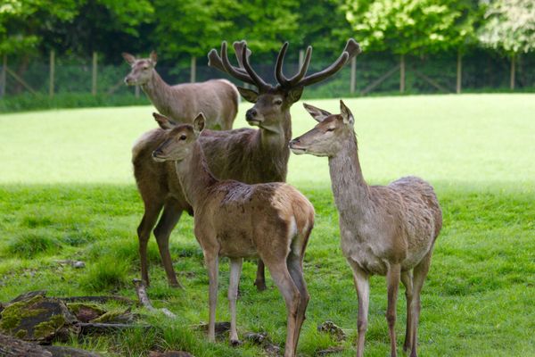 Naturerlebnis mit heimischen Wildtieren