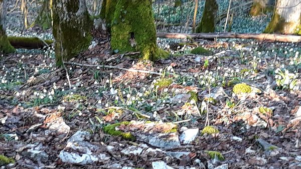 Märchenwald im Frühling erleben