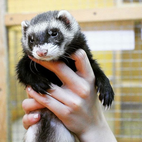 Wildlife-Abenteuer in der Stadt