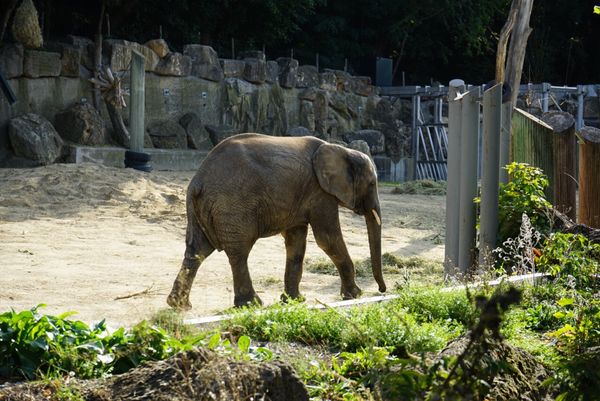 Eine Zeitreise in die Welt der Tiere