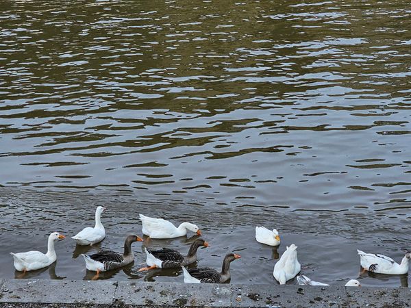 Entspannte Flussfahrten in Namur