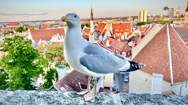 Panoramablick über Tallinn