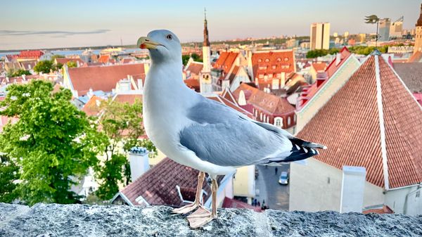 Panoramablick über Tallinn