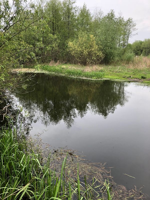 Uralte Eichenhaine in unberührter Natur