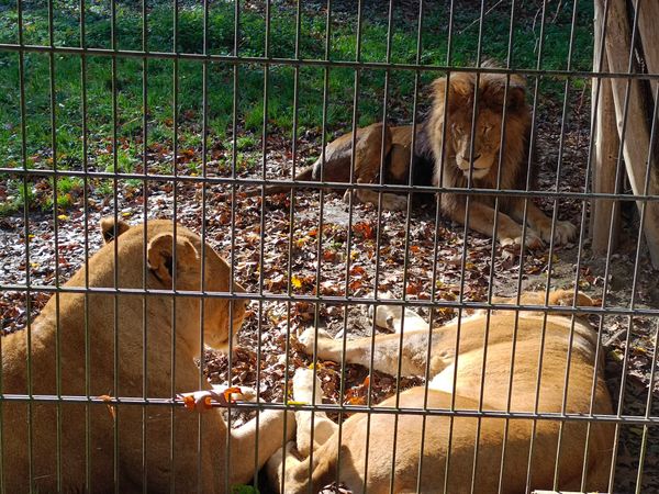 Tierische Abenteuer für Groß und Klein