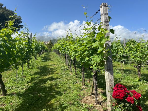 Genieße lokale Weine mit Aussicht