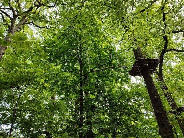 Erlebnis im Wald