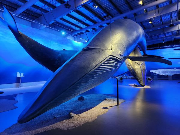 Riesige Wale hautnah erleben