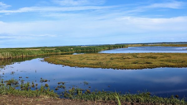 Vogelbeobachtung am Kooser See