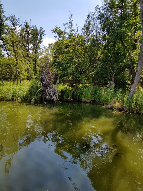 Kajaktouren durch idyllische Flusslandschaft