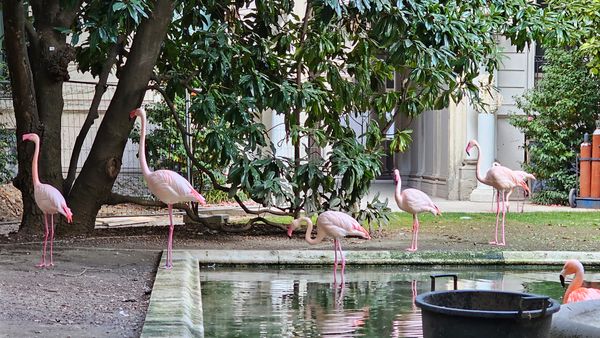 Überraschende Flamingos in Mailand