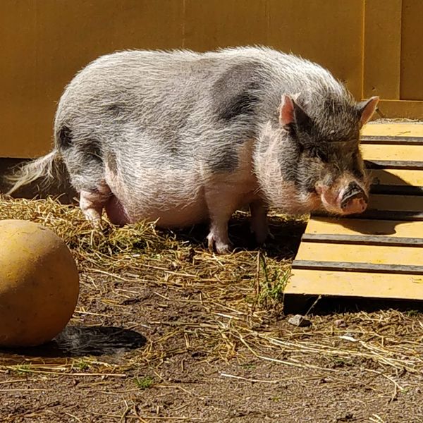 Bauernhoftiere hautnah erleben