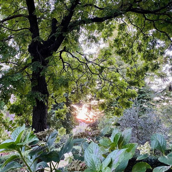 Alter botanischer Garten voller Geschichte