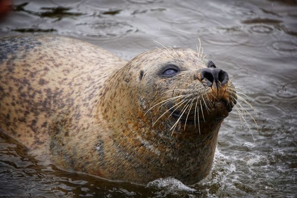 Tierische Begegnungen für die ganze Familie