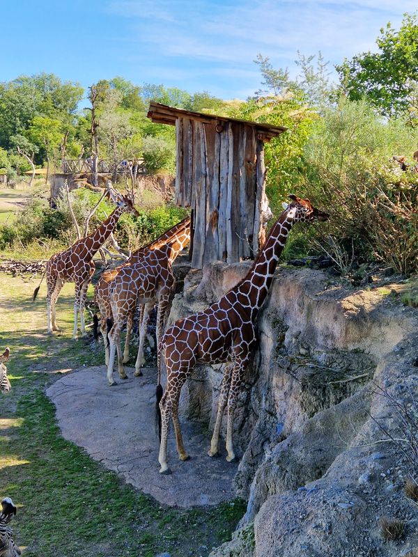 Nächtliche Abenteuer im Zoo