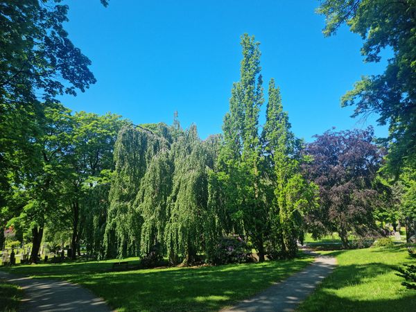 Friedhof der Berühmten besuchen