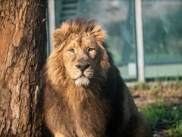 Wildtiere hautnah erleben