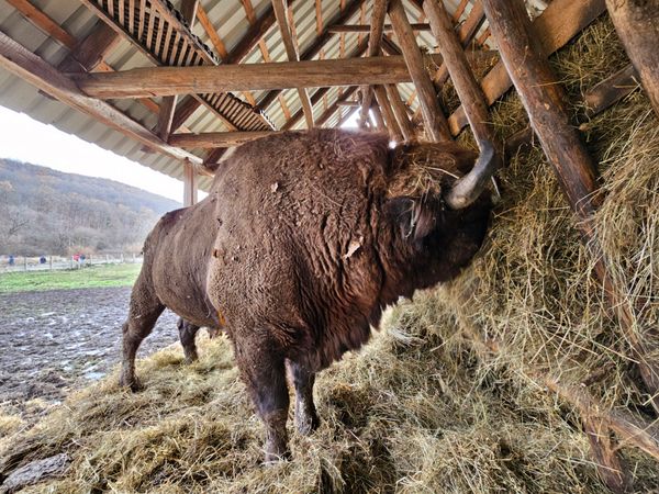 Wildtiere in der Rezervatia de Zimbri